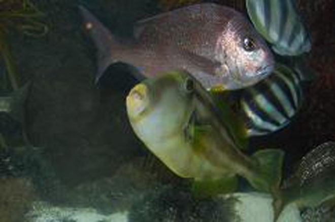 Snapper and leather jacket expected to enjoy new reefs © SW